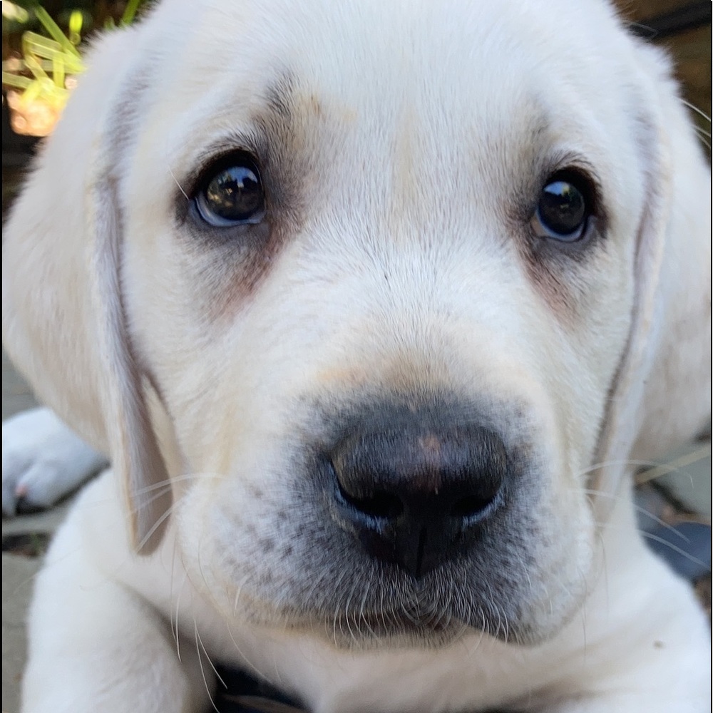 Meet your Posher, Lucy